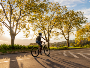 A bicyclist in a bike lane on a tree-lined street.